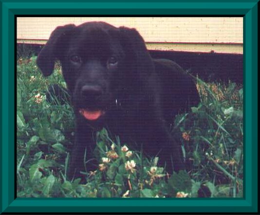 Duke the Labrador